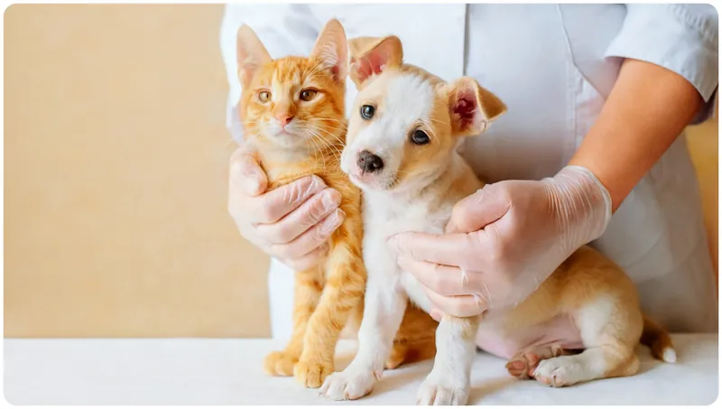 Cat grooming tips from pet experts in Barrackpore