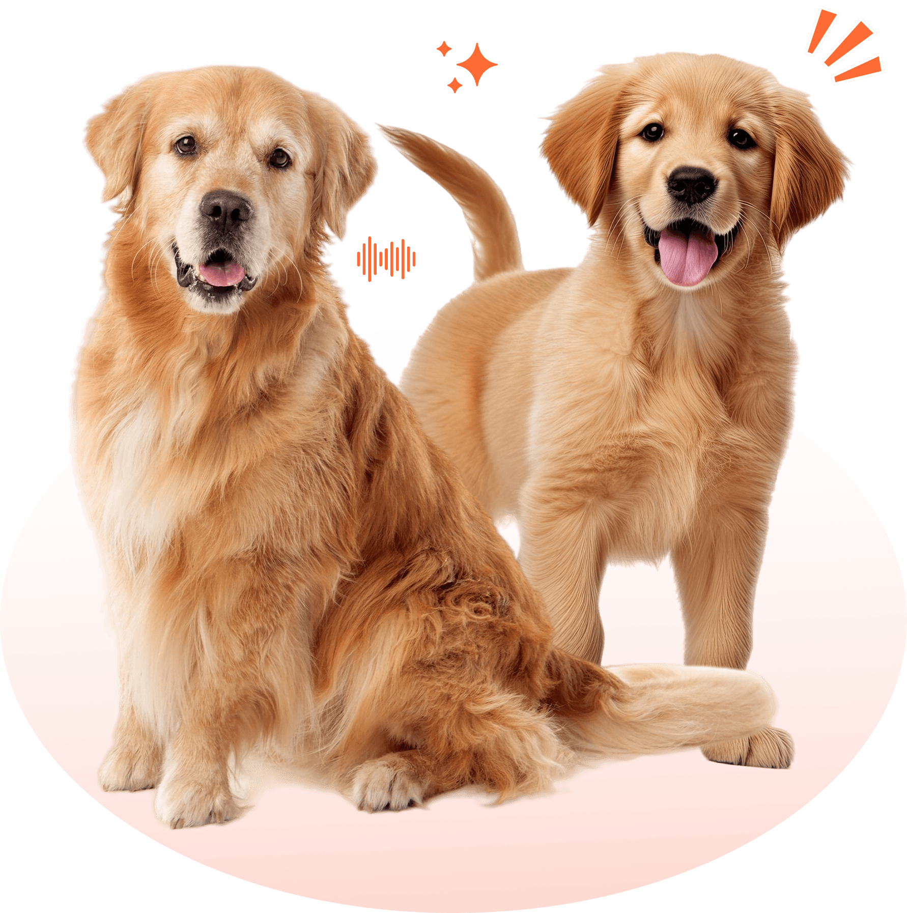 Two golden retrievers