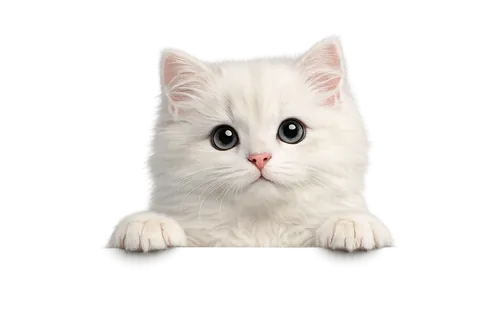 White cat peeking